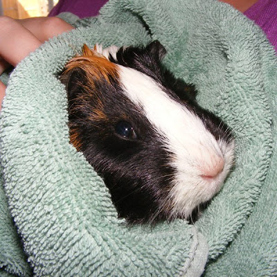 Guinea Pig Bathtime