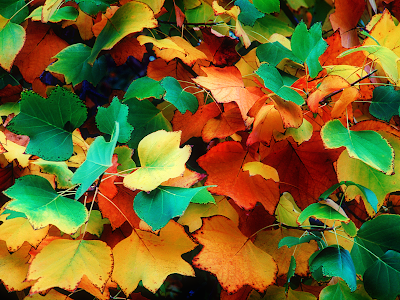 autumn wallpaper. autumn leaves wallpaper