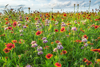 Wildflower Mix, The Flower Mound