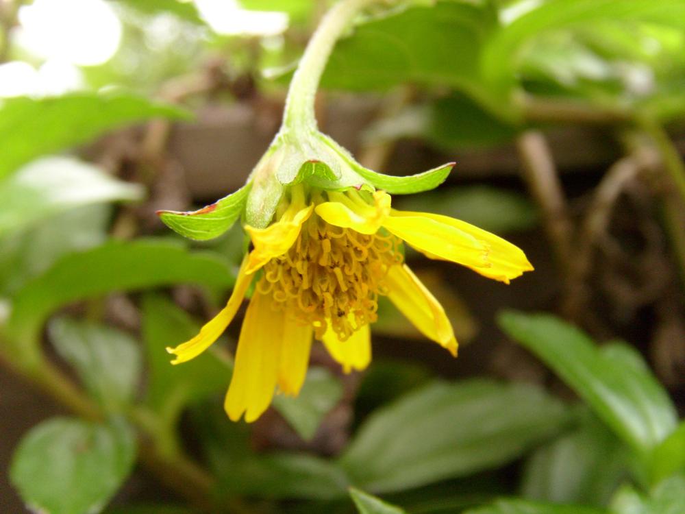 Azif Rayani - Samarinda: Bunga Matahari kecil