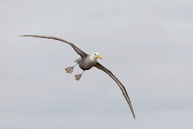 Waved Albatross Standing in Flight at Punta Suarez Hood Island Galapagos