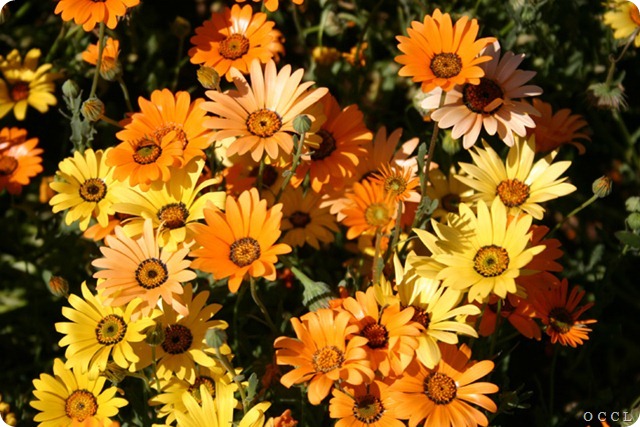 African Daisy- orange & yellow