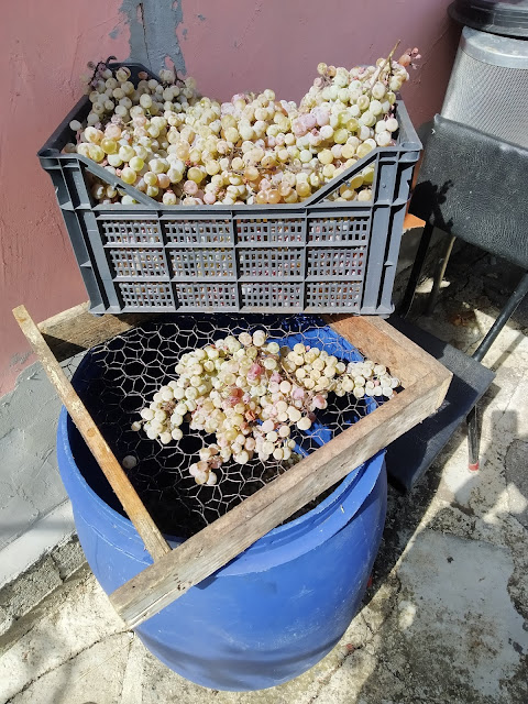 Grape, Harvest TIme, Yambol,