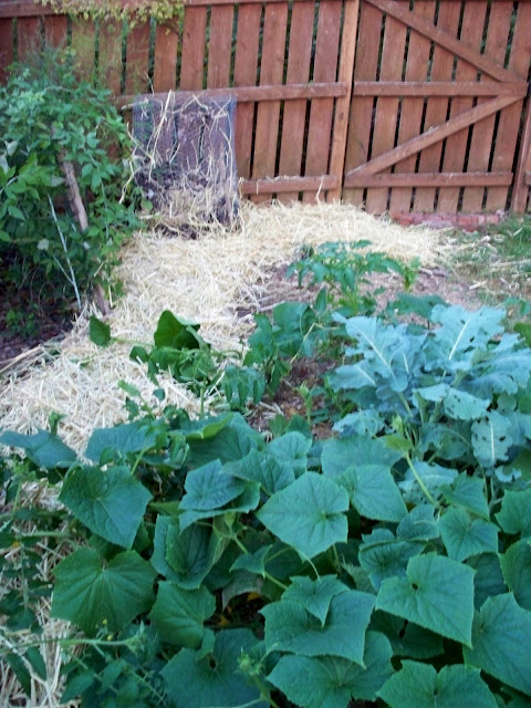 garden with fresh mulch and compost pile