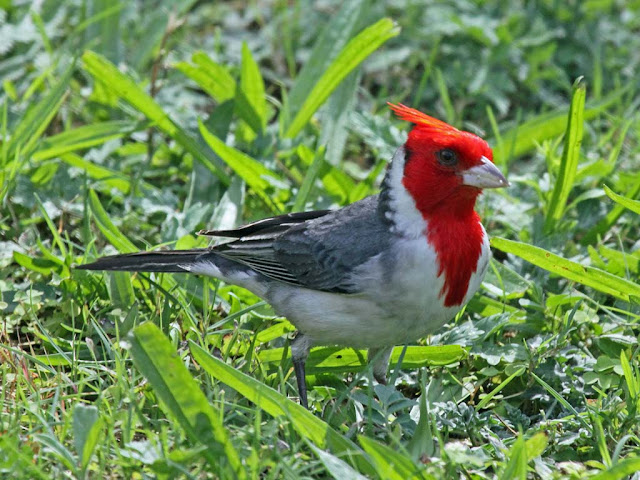 Birds Cardinals