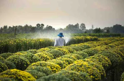 सेंद्रिय शेती विरुद्ध पारंपारिक शेती, sheti, Organic farming in Marathi, sendriya sheti, sendriya sheti project, paramparik sheti marathi