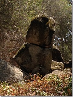 Kitty cat Lincoln Hills 1