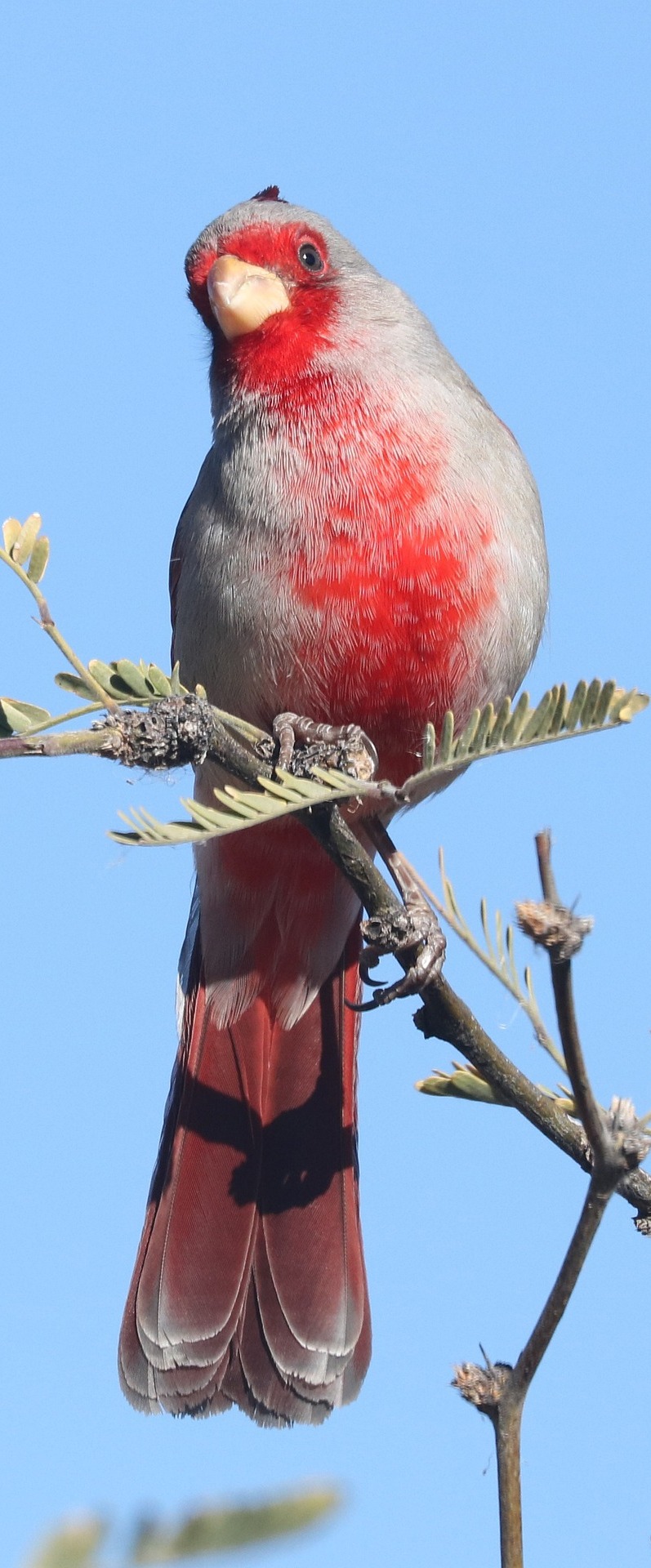 The pyrrhuloxia  (Cardinalis sinuatus).