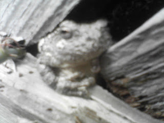 This Frog is NOT the Blog