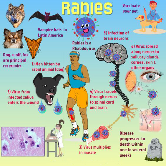 proses kematian manusia akibat gigitan anjing rabies