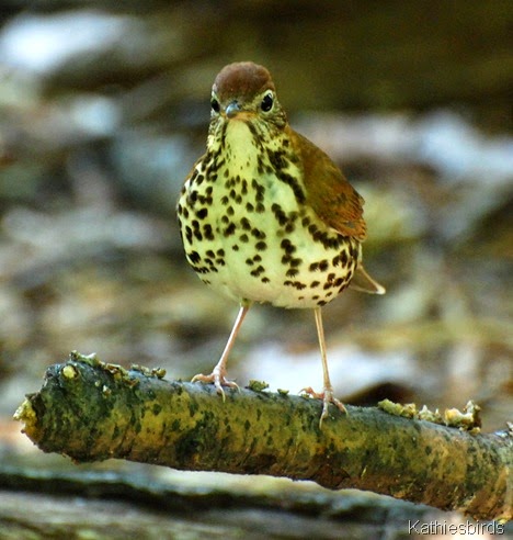 2b. hermit Thrush in Central Park 5-18-2012