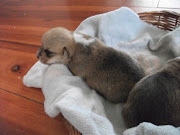 AKC Pembroke Welsh Corgi puppies for sale OHIO