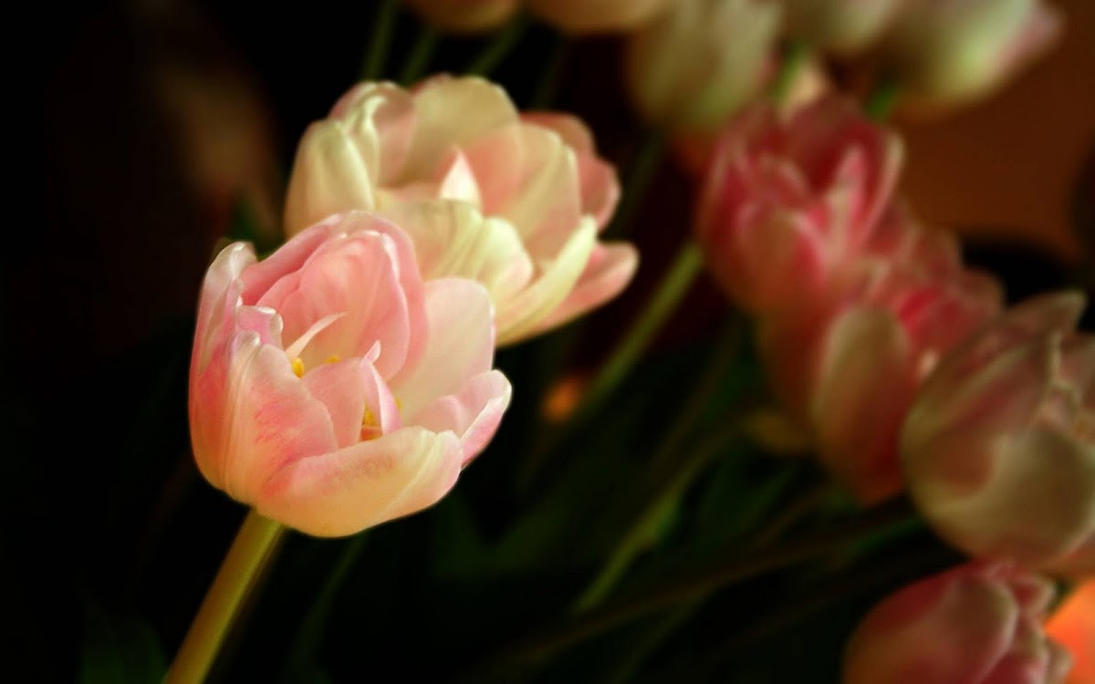 Beautiful Tulip Widescreen Wallpaper 10