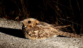 nightjar world