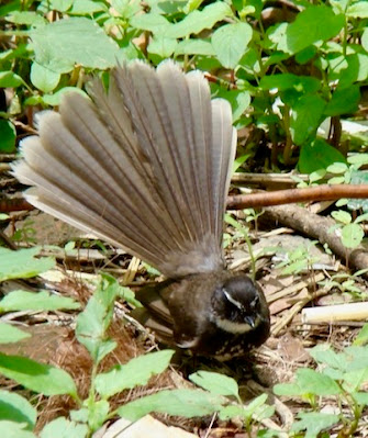 "Spot-breasted Fantail, displaying its beautiful fantail."