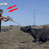 ذبح وقتل الحيوانات بوحشية عند الغرب +18 | Slaughter and brutally killing animals in the West