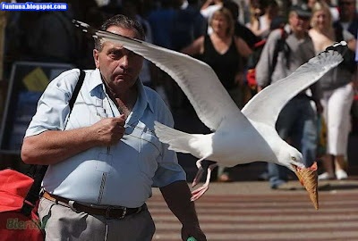 Birds Who Cheat People Very Cleverly for Ice Cream -  Crazy and Naughty Birds 