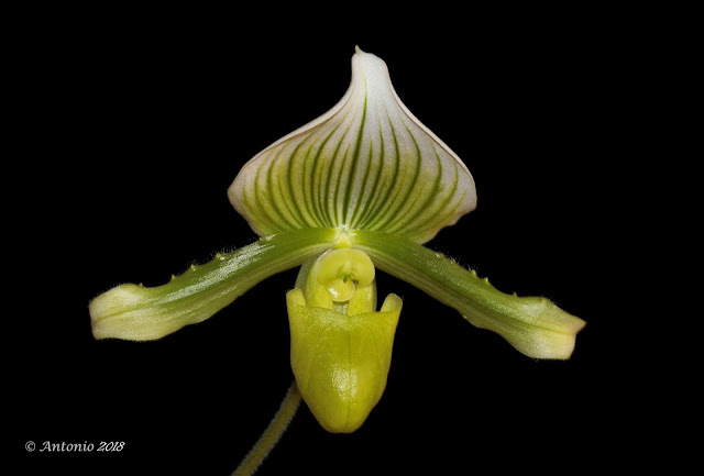 Paphiopedilum maudiae