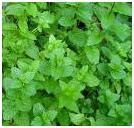 Peppermint herb photo