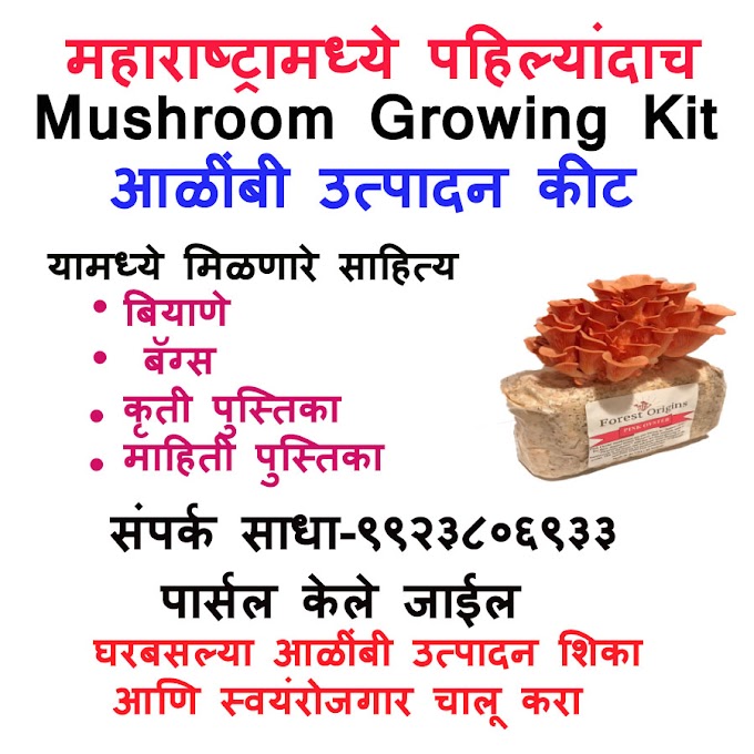 Buy Mushroom growing kit or readymade mushroom block