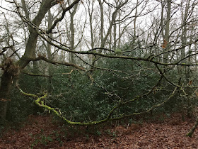 Oak branch with a range of mosses and lichens.  Hayes Common, 30 December 2016.