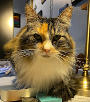 The face of a cat showing prominent whiskers.