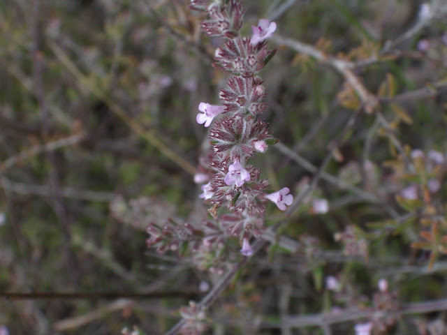 Micromeria canariensis subsp. meridialis 01