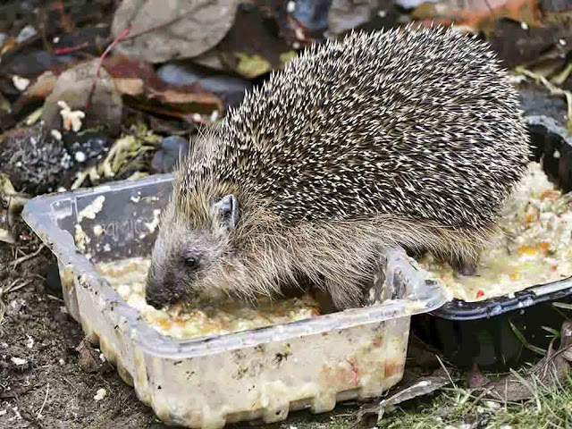 Hedgehog Erinaceus europaeus garden сад tree дерево plant цветок flower растение grow выращивание vegetable огород многолетние fruit seeds grass семена berry growing landscaping трава planting gardening perennial посадка cultivation shrub фрукт ягода куст озеленение многолетник овощеводство cадоводство