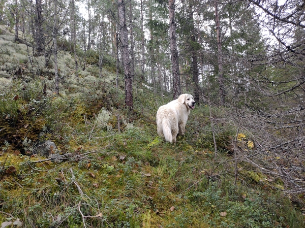 bårnåsåsen