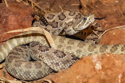 Rattlesnake was poison ya non poisonous