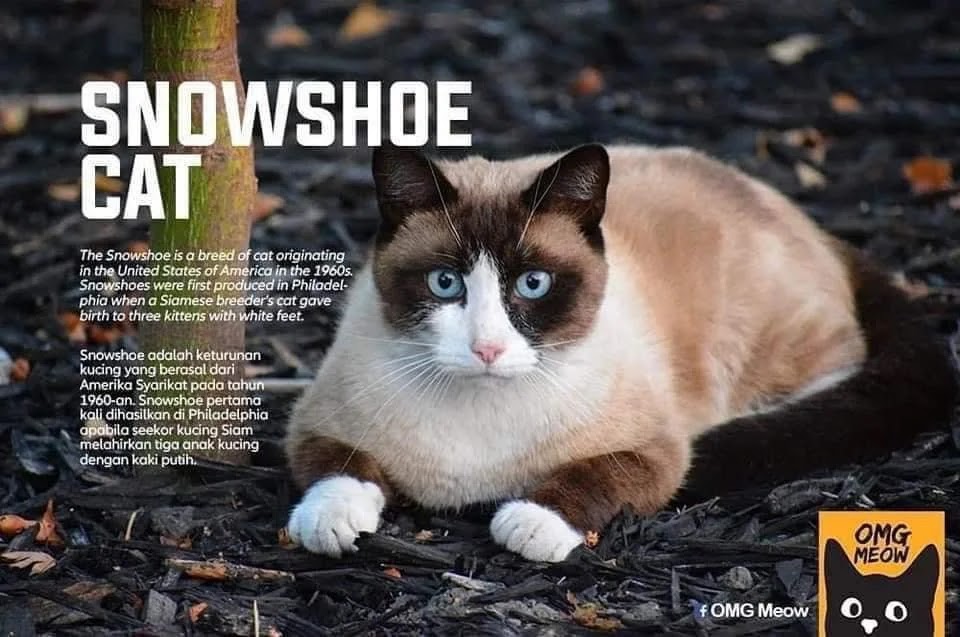 jenis kucing snowshoe cat jenis jenis kucing