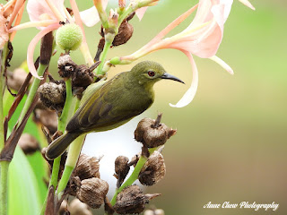 Female Brown-throated Sunbird at Botanic Gardens in Singapore