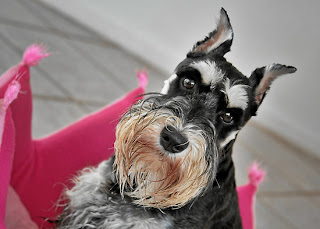 miniature schnauzer pets dog hound haustiere husdjur domaci animals domestics maskotak puppy puppies breeds