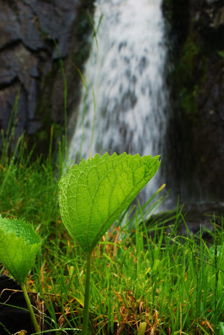 cascada