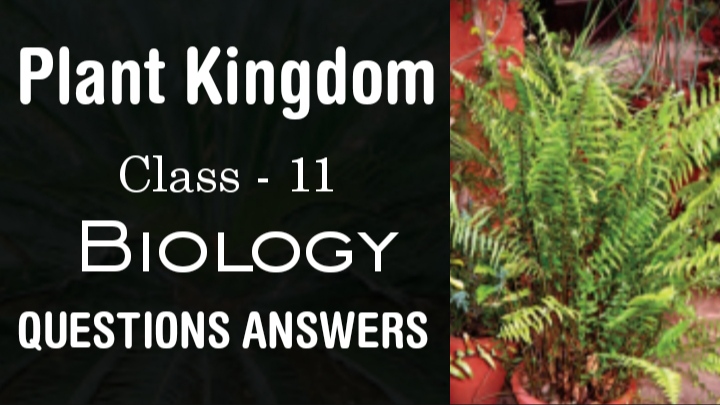 Plant Kingdom Class 11 Science Biology NCERT Solutions