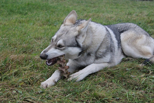 Can Dogs Eat Asparagus? Are Asparagus Safe For Dogs?