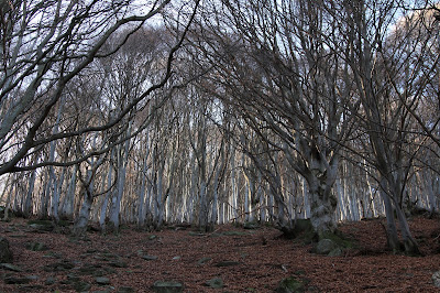 Beech trees, Fagus sylvatica