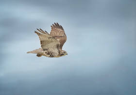 Immature red-tailed hawk flying.