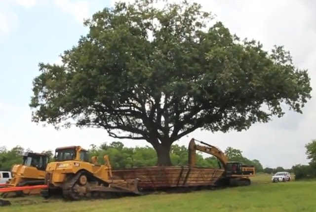 100 year old Oak Bonsai relocation