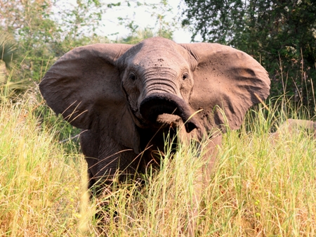 african elephant ears. The elephant#39;s ears are filled