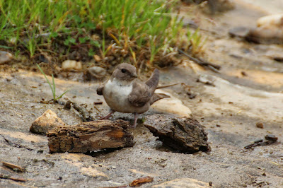 - Rotszwaluw - Ptyonoprogne rupestris