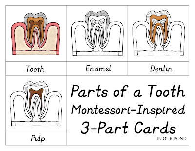 The Ultimate Dental Health Month Round-Up for Kids from In Our Pond  #dentist  #braces  #kids  #toothbrush  #teeth  #tooth  #dental  #pretendplay  #printables  #learning  #homeschool