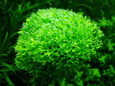 5 Moss Terbaik Untuk Aquascape