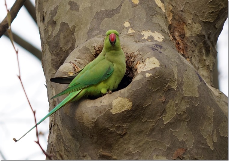 paris parrot 112616 00026