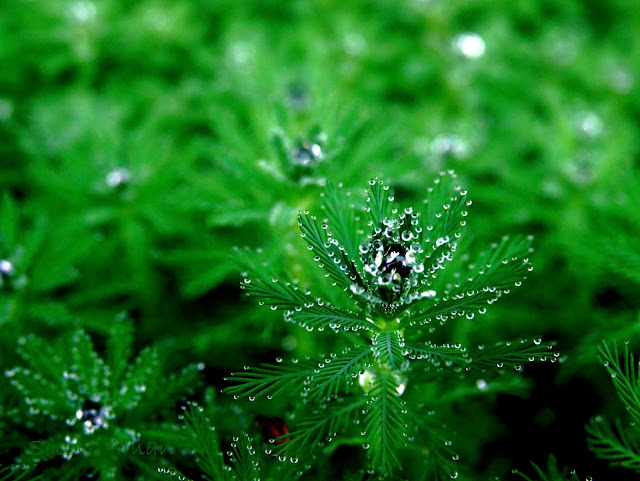 Myriophyllum aquaticum