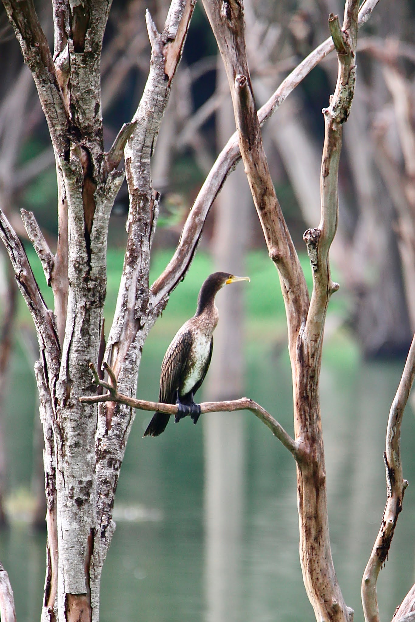 Great Cormorant birds high resolution free