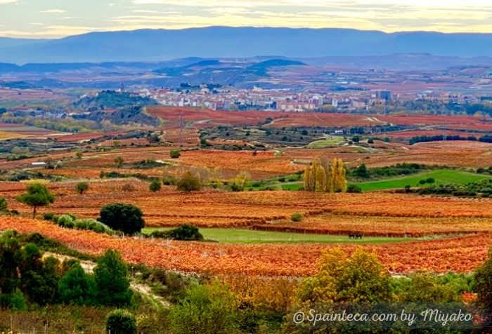 赤や黄色と紅葉したぶどう畑が広がるワイン産地リオハの風景