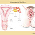  Anatomia | O Corpo Humano Completo