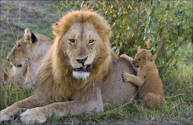 Funny animals of the week - 14 February 2014 (40 pics), lion family, baby lion and male lion
