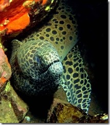 Copia de underwater-03